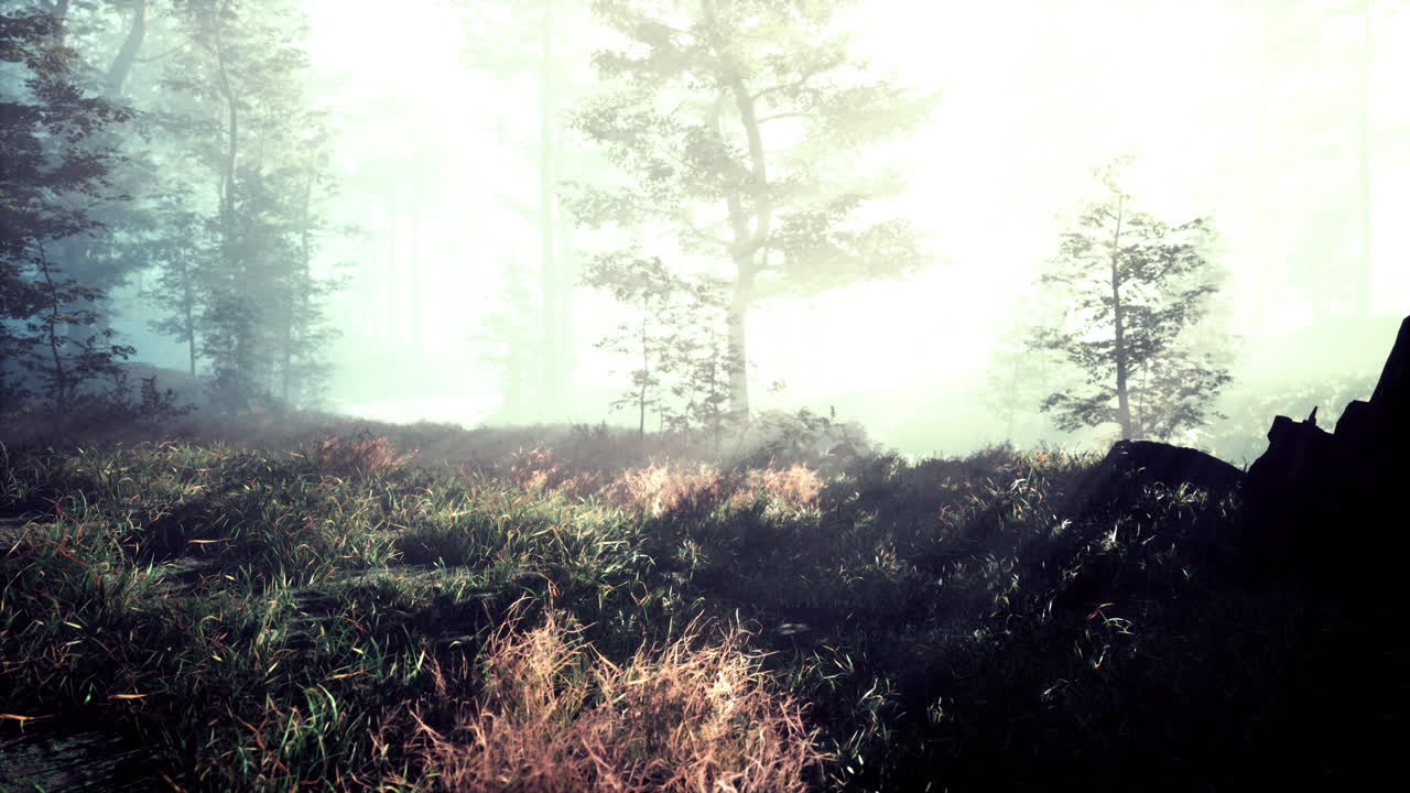 따뜻한 빛의 광선과 함께 마법의 어두운 가을 숲 풍경