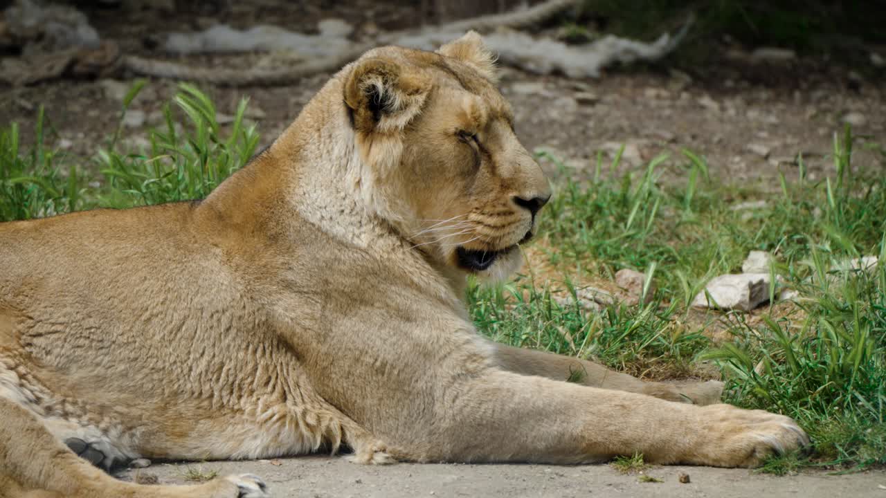 lioness laying around on the ground and looking at its surroundings