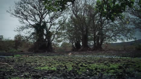 área-Svampy-Durante-La-Estación-Seca-En-La-Isla