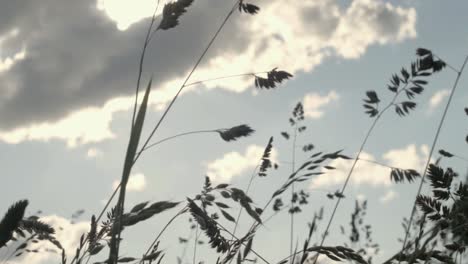 grass silhouette against clouds in the sky