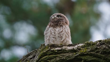 lechuza joven con plumas de plumón encaramadas en el tronco de un árbol en el bosque, con aspecto curioso