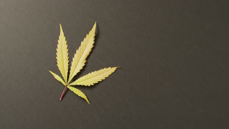 video of marijuana leaf on grey background