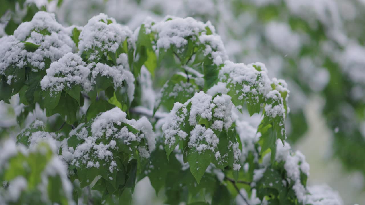 Snowfall on green spring leaves. The non-punishability of weather and climate change on planet earth.