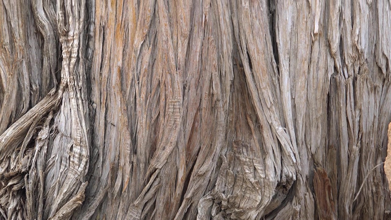 Primo piano di corteccia d'albero dalla texture su un vecchio tronco.