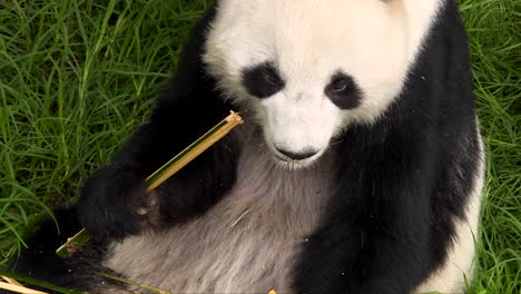 close up of gigant panda eating bamboo