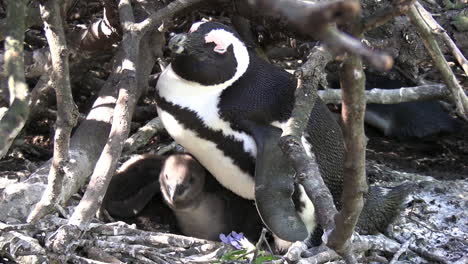 madre pingüino y pollito en un refugio natural