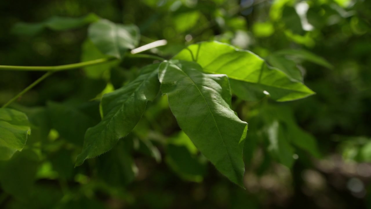 Close-up of fresh green leaves lit by soft sunlight in a shaded forest, with shallow depth of field and gentle movement in the background foliage.