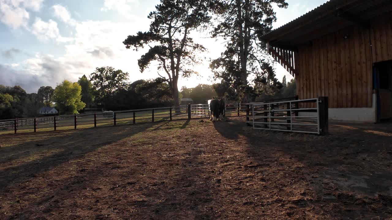 View of large black shire horses at sunset in England, rural landscape farm park UK Europe