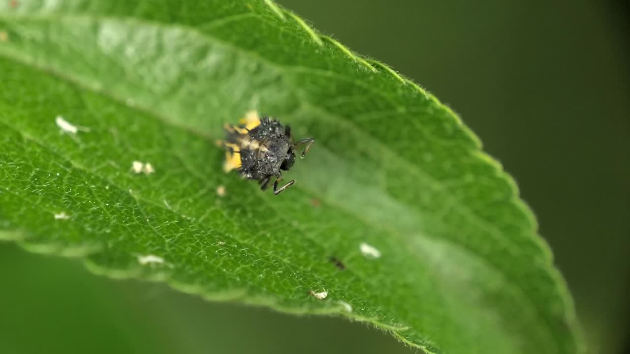 Lady Bug Pupa Moving On Leaf As It Metamorphose Into An Adult Free Stock  Video Footage Download Clips