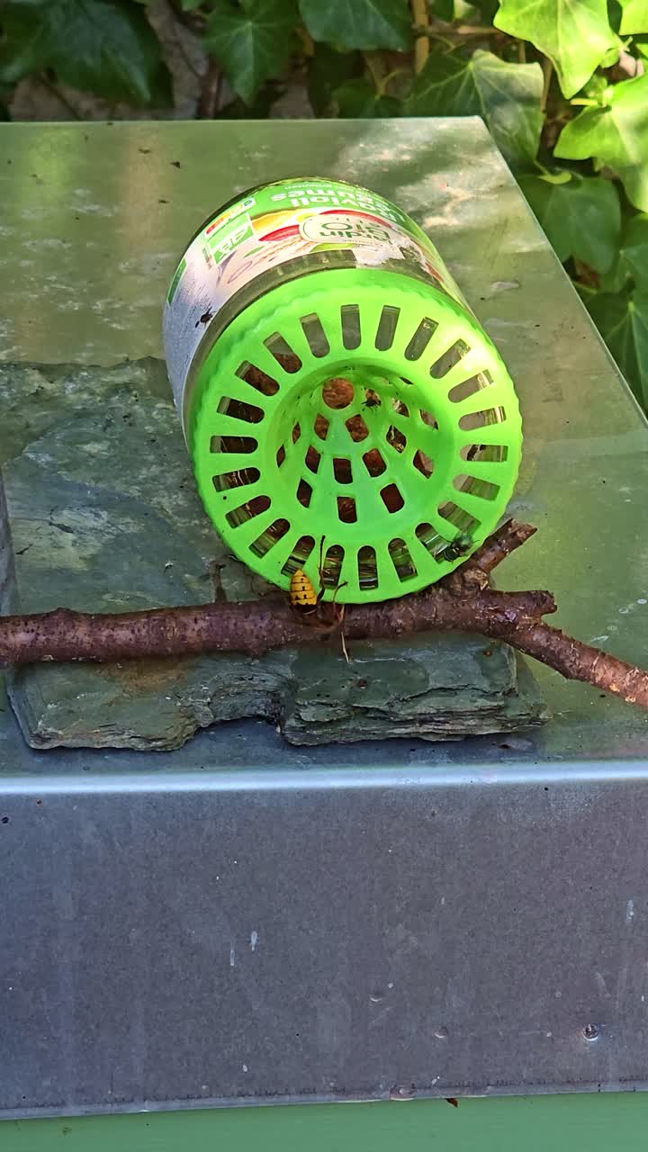 Close-up of a hornet trap on a branch with a wasp approaching the entrance
