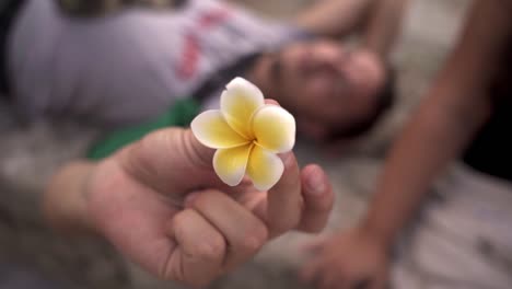 crop anonymous person showing tender white frangipani flower