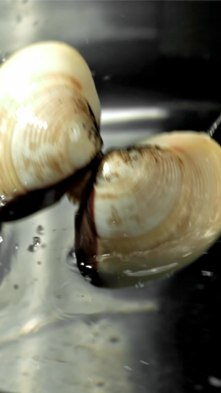 Fresh Clams Splashing into Water in Slow Motion