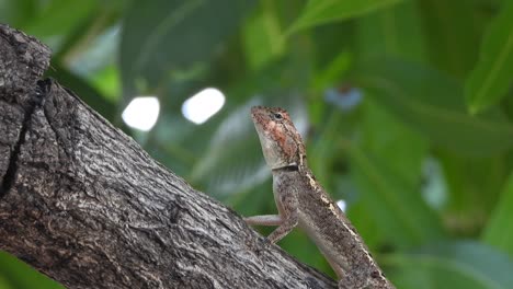 lizard eating ants in tree