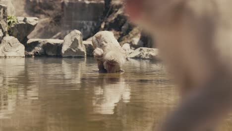 snow monkey drinking water at hot spring with mirrored reflection