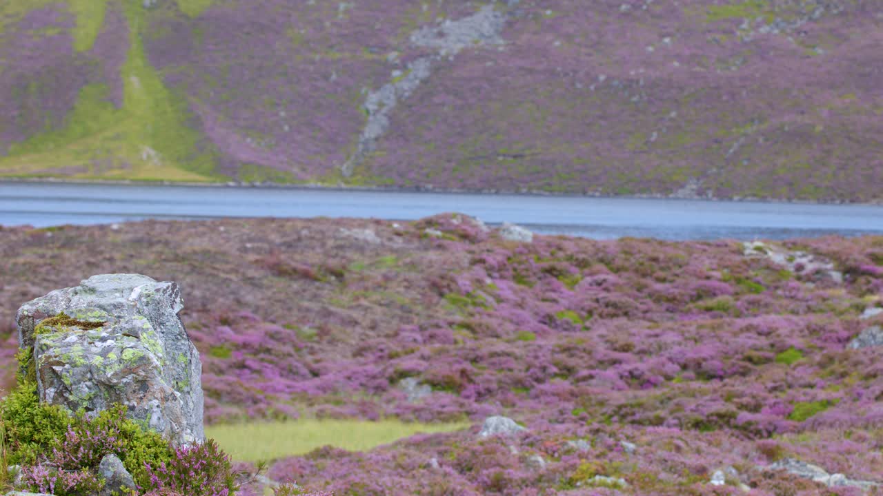 Static wide shot of purple heather, rocky outcrop, and loch under soft daylight, no movement