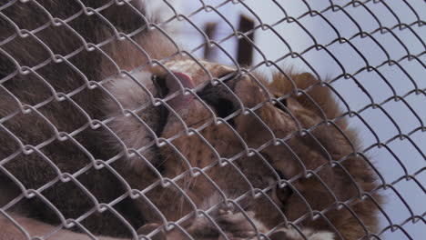 Lion-puts-front-paws-on-chain-link-fence-at-outdoor-zoo---close-up-on-face---vertical-video