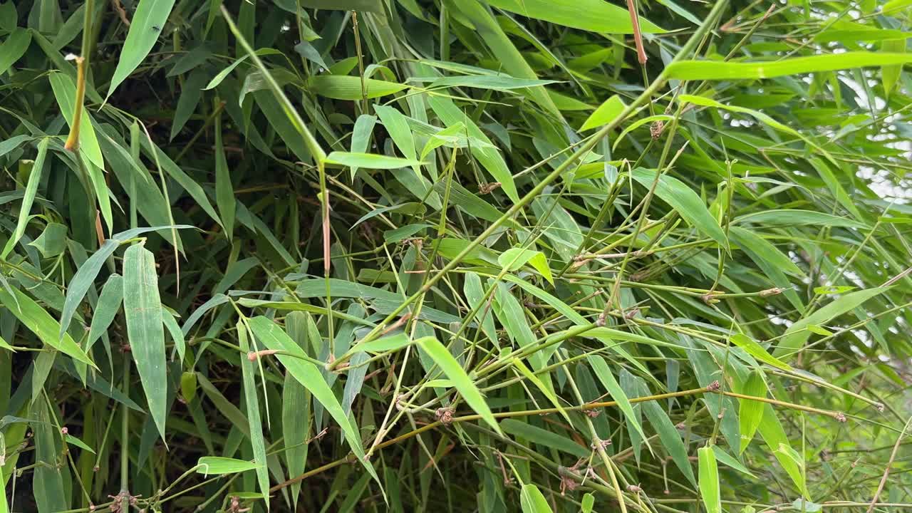 A tracking shot of lush green bamboo foliage with vibrant green leaves