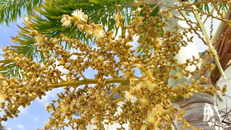 close-up of palm tree with yellow blossoms