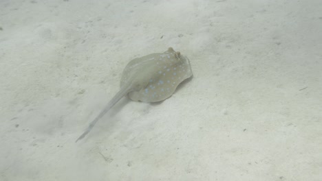 blue spotted stingray moving over the sandy ocean bottom in 4k