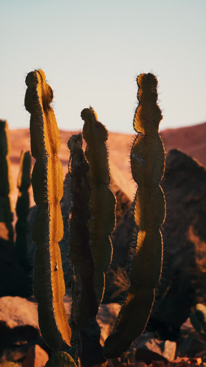cerca de un cactus en un desierto al atardecer