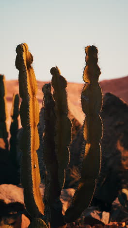 close up of a cactus in a desert at sunset