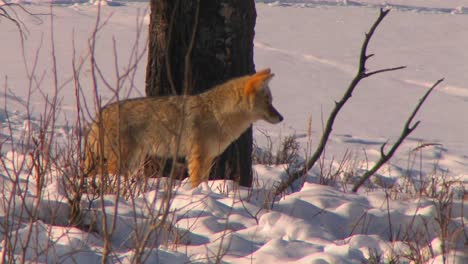 a fox looks alertly at his prey