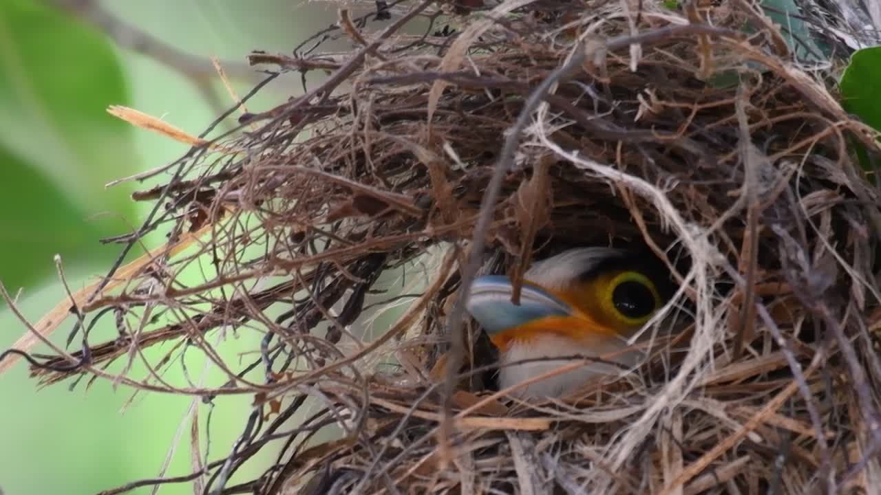 Il beccolargo dal petto argentato è un uccello famoso in Thailandia, sia a livello locale che internazionale.