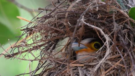 Der-Silberbrust-breitschnabel-Ist-Ein-Berühmter-Vogel-In-Thailand,-Sowohl-Lokal-Als-Auch-International