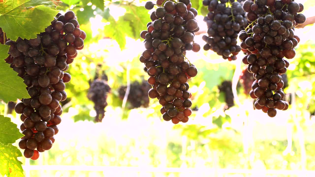 포도 나무에 녹색 잎 보라색 붉은 포도. 신선한 과일