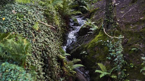 static shot looking upstream at small waterfall in forest