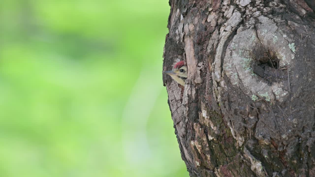 la cámara se aleja y se desliza hacia la derecha mientras se ve a este pájaro asomando fuera de su nido, el pájaro carpintero de pecho manchado dendropicos poecilolaemus, tailandia