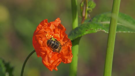 honey bee in rural countryside gathering nectar from red poppy flower, slowmo macro