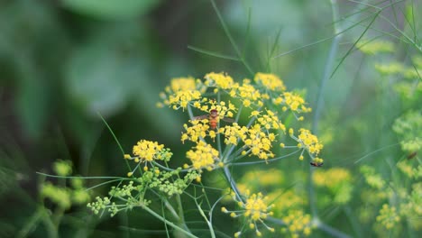 昆蟲飛過花園,將花粉傳播給花朵