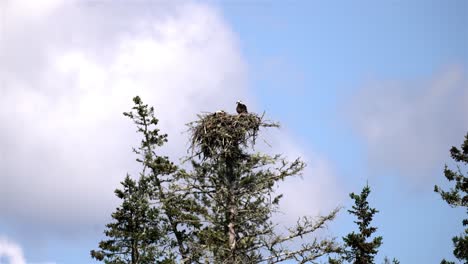 Osprey perched in nest with chick as clouds move by against blue sky
