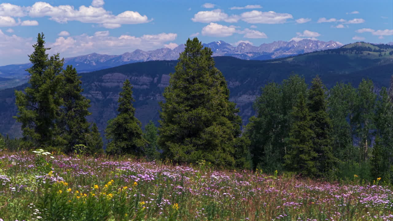 Vail Avon Minturn Redcliff Gore Range Rocky Mountains daisy wildflowers aerial drone Colorado summer blue sky morning pine trees aspen groove Mount Holy Cross Half Moon Pass Wilderness parallax left