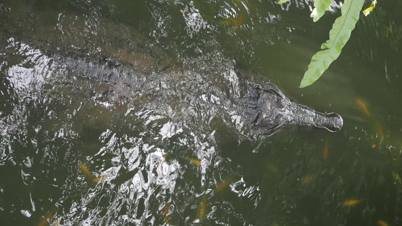 Crocodile in water with fish