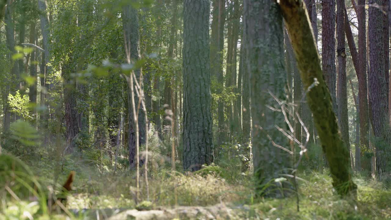 Deep green forest in Russia