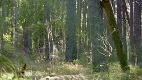 deep green forest in russia