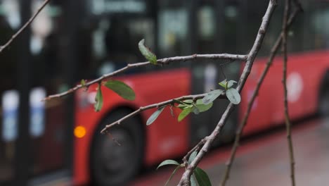 autobuses londinenses circulando con follaje en primer plano