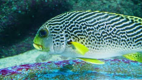 Gelbband-Süßlippen-In-Einem-Großen-Aquarium-Zusammen-Mit-Anderen-Arten