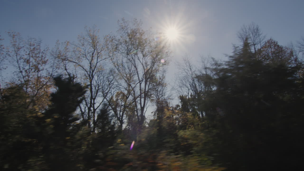 숲을 따라 운전, 태양은 나무를 통해 빛납니다. 차의  ⁇  창문에서 보는