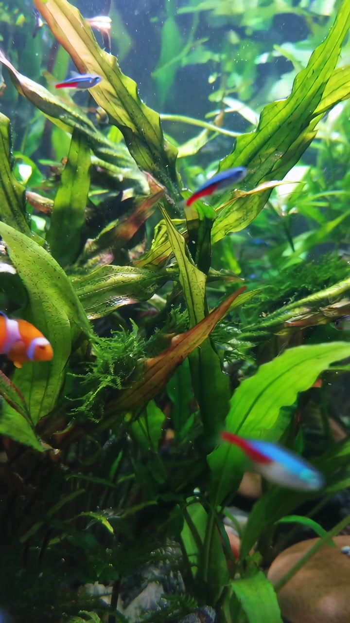 Peixe-palhaço e Néons Nadando em um Aquário Densely Plantado