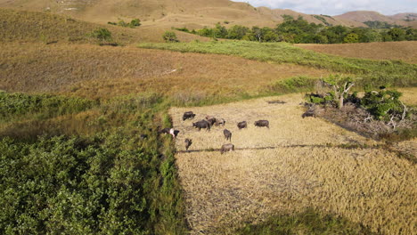 animal farming with buffalos grazing over fields in sumba island, indonesia