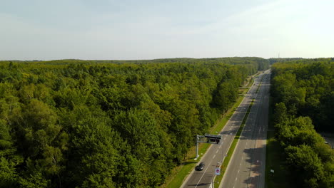 vida silvestre cruzando la carretera autopista peligro bosque witomino polonia