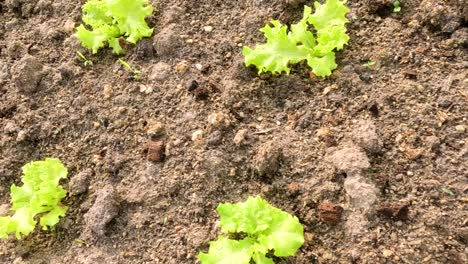 plantas jóvenes de lechuga que crecen en filas ordenadas