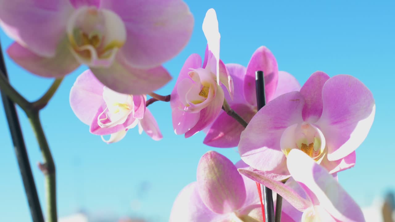 vista de cerca de orquídeas rosas, miembros de la familia de las orquíceas, se ven contra un cielo azul claro