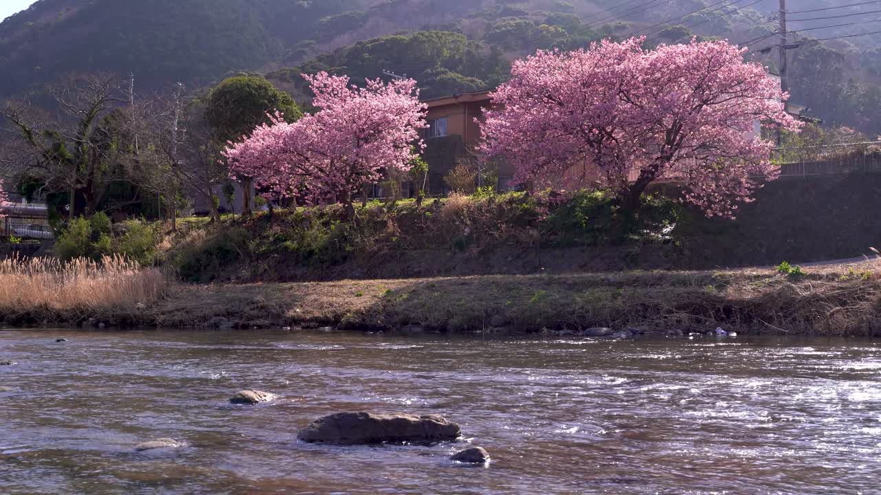 Vista dal basso del fiume con ciliegi Sakura rurali nella natura.