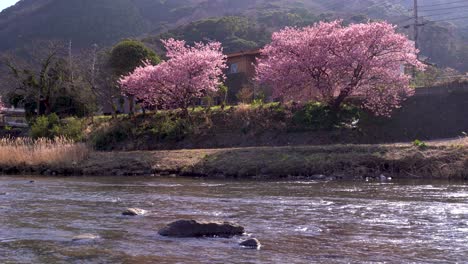 Vista-Del-Río-En-ángulo-Bajo-De-Los-Cerezos-En-Flor-De-Sakura-Rurales-En-La-Naturaleza