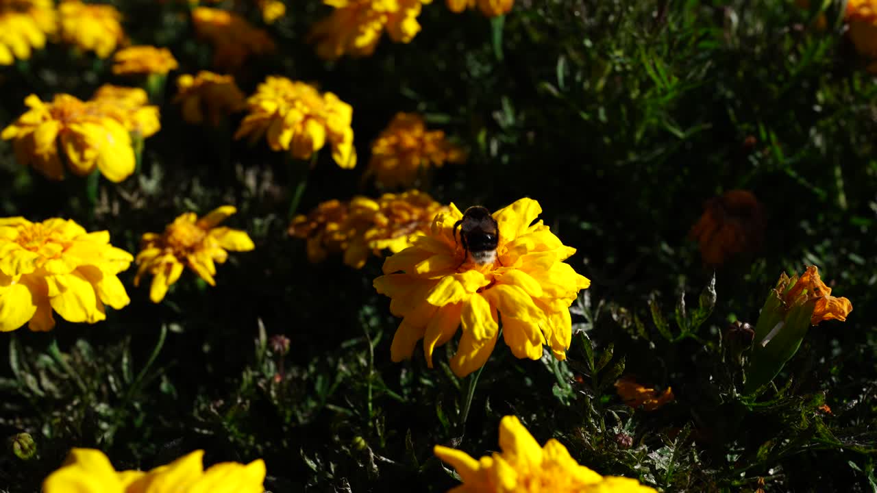 Ape che raccoglie nettare su fiori di calendula gialli nell'Albert Park, Auckland, Nuova Zelanda, un insetto impollinatore in un giardino colorato