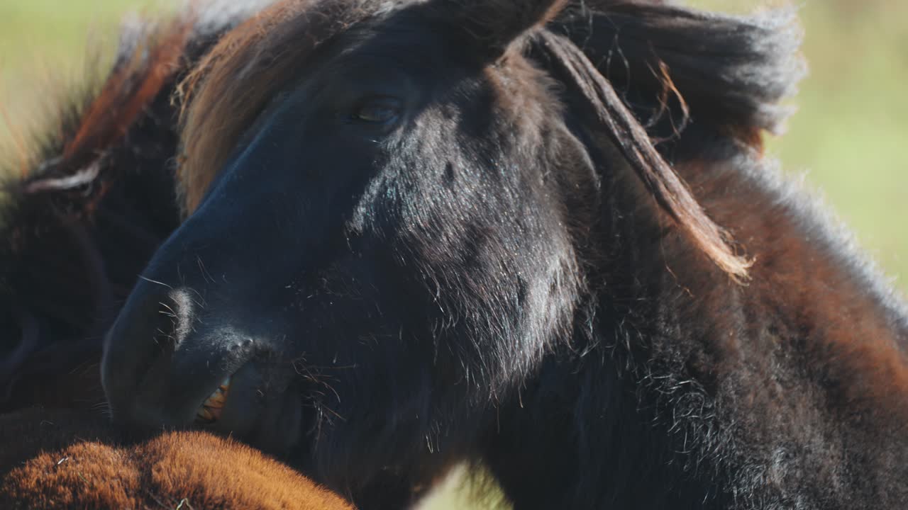A horse grooms and playfully bites the other horse's back